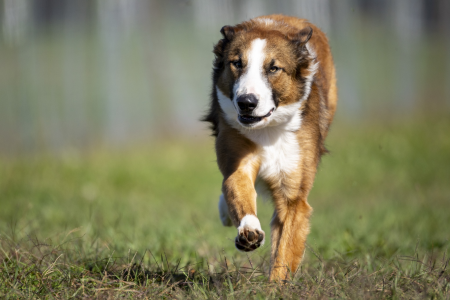 Chase