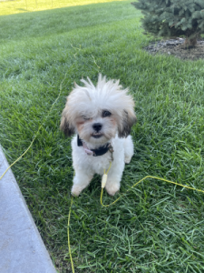 Lulu