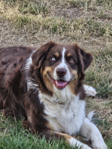 Nova