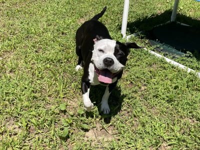 Scout